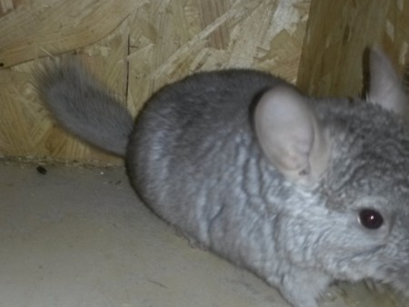 Silvanas Bruder Amadeus ist ein beiger Bock und wurde ebenfalls im Oktober geboren. 